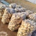 精品莲藕小藕瓜货源充足量大从优质量保证欢迎咨询