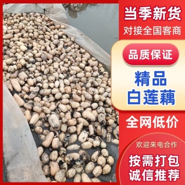 精品莲藕小藕瓜货源充足量大从优质量保证欢迎咨询