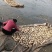 精品莲藕小藕瓜直发中货源充足量大从优质量保证欢迎咨