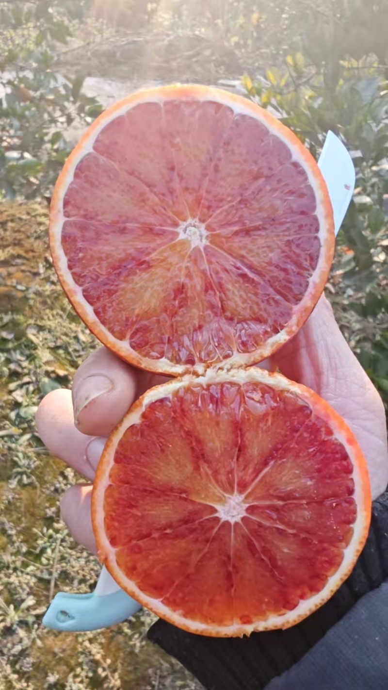 资中血橙大量上市