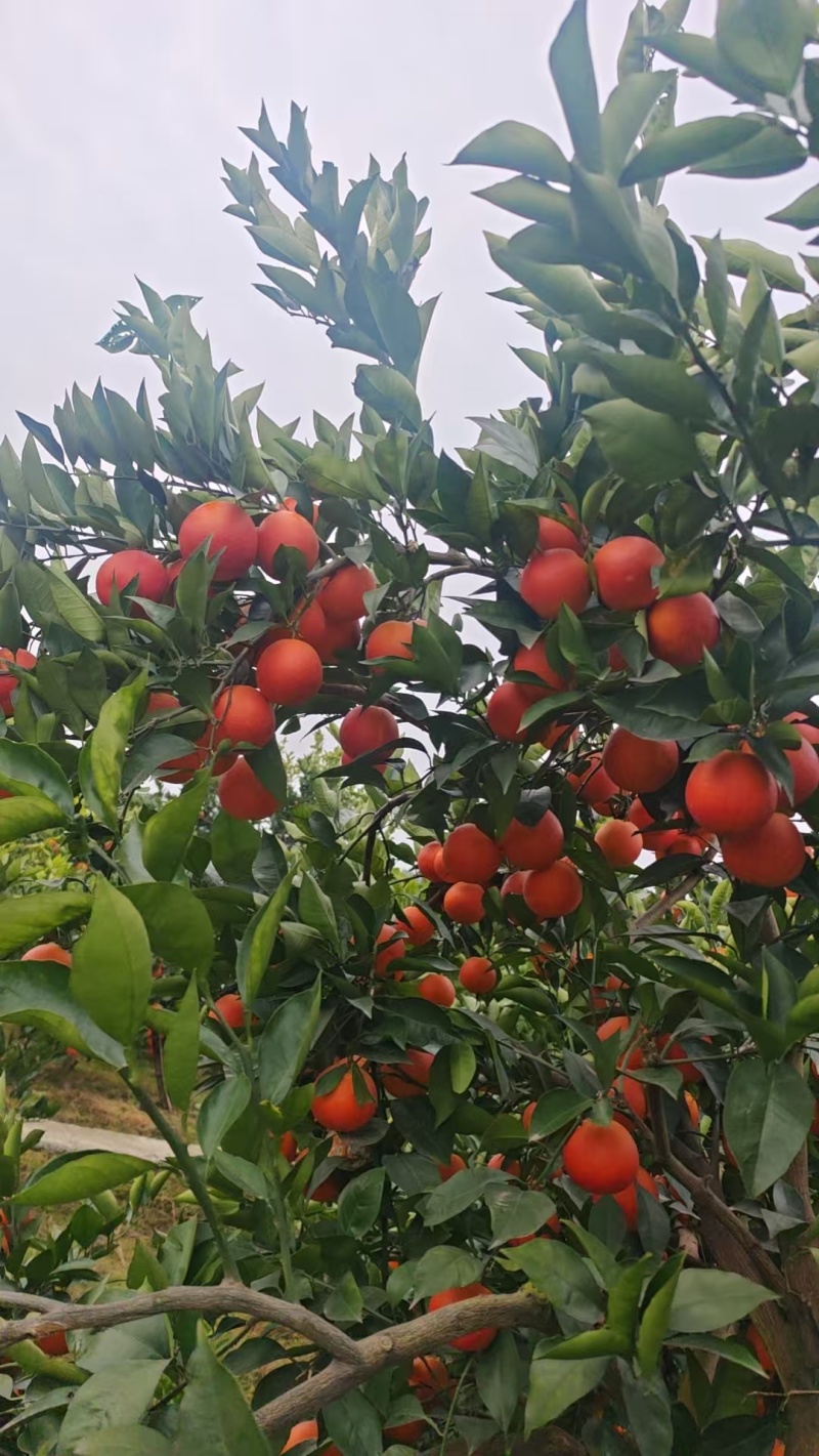 资中血橙大量上市