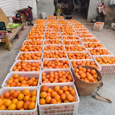 资中血橙大量上市