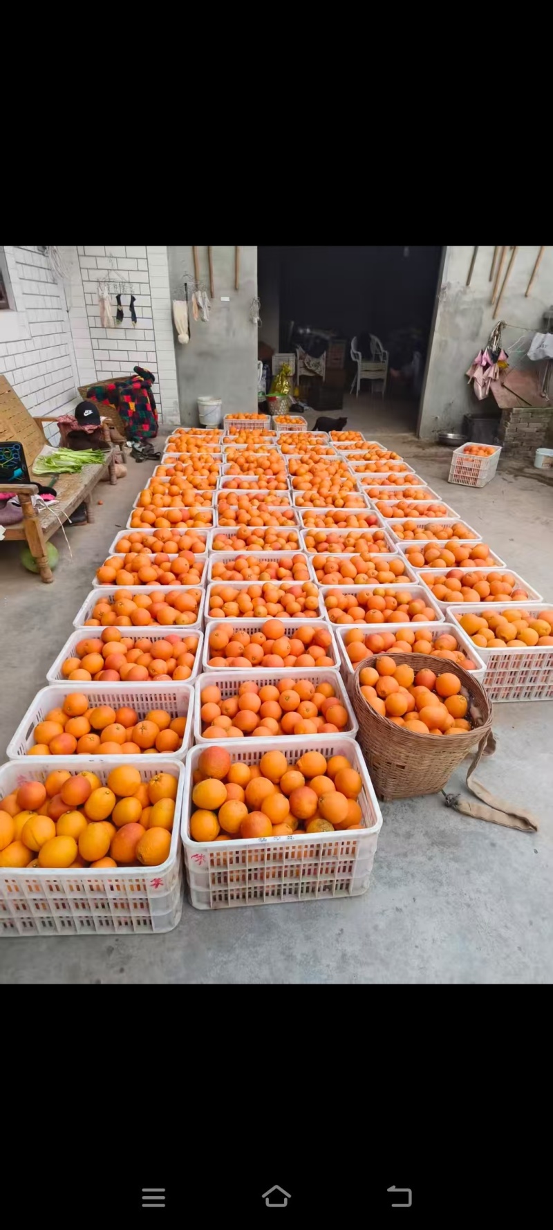 资中血橙大量上市