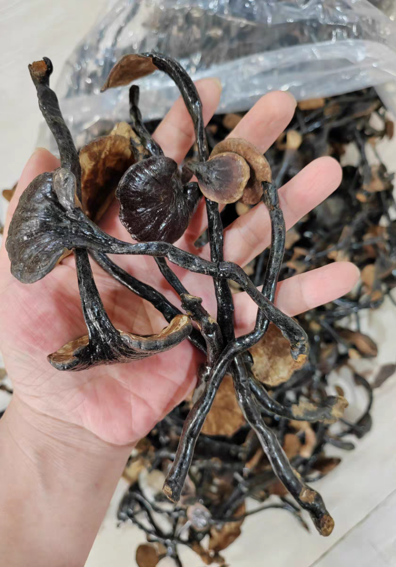 野生竹灵芝真野生竹林芝保质保量合作共赢假一赔十