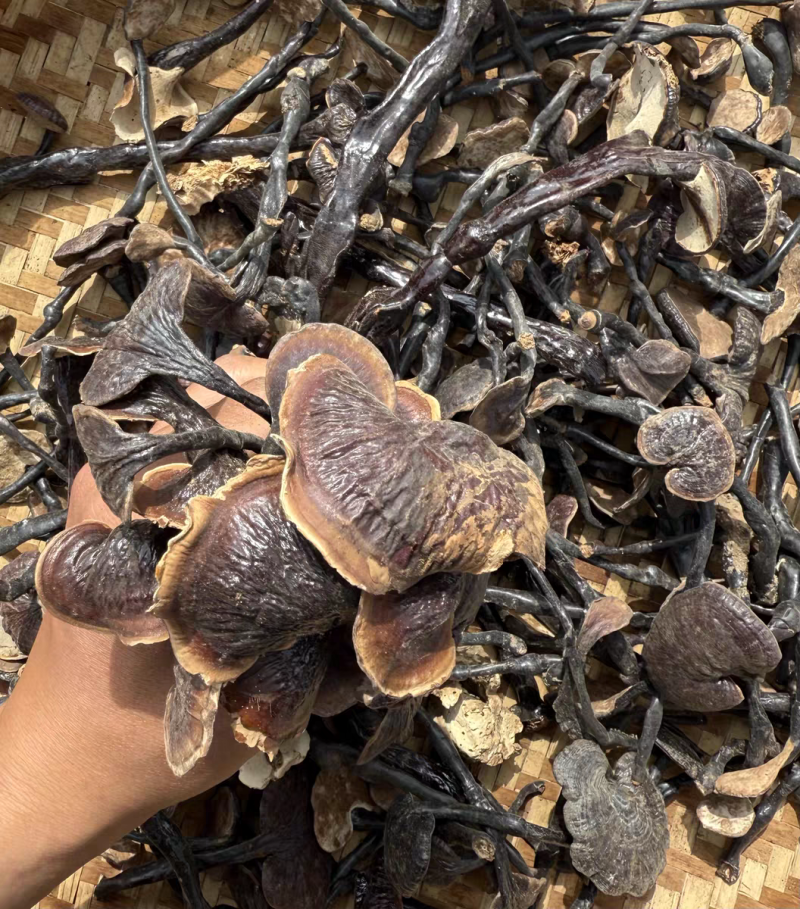 野生竹灵芝真野生竹林芝保质保量合作共赢假一赔十