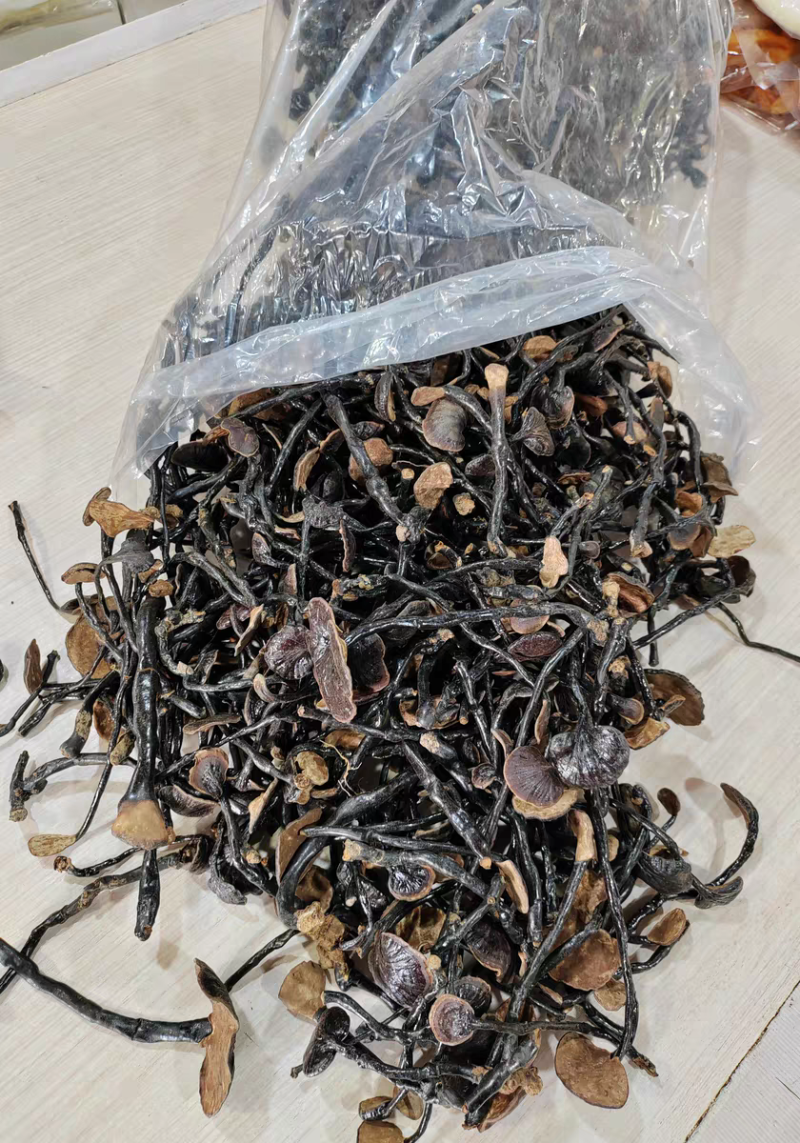 野生竹灵芝真野生竹林芝保质保量合作共赢假一赔十