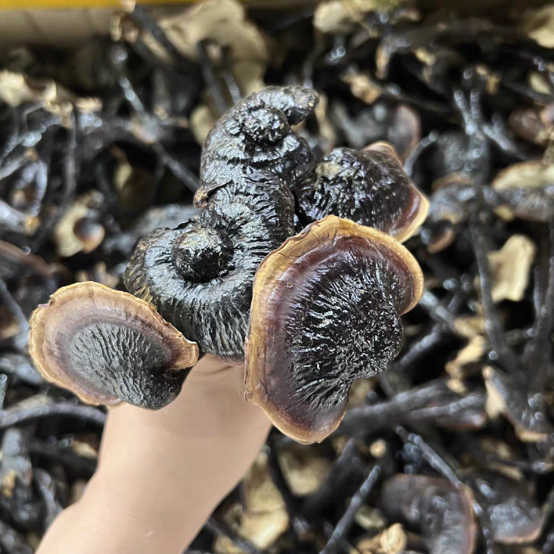 野生竹灵芝真野生竹林芝保质保量合作共赢假一赔十