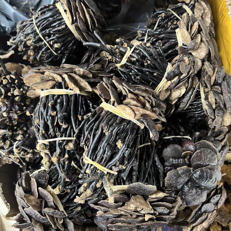 野生竹灵芝真野生竹林芝保质保量合作共赢假一赔十