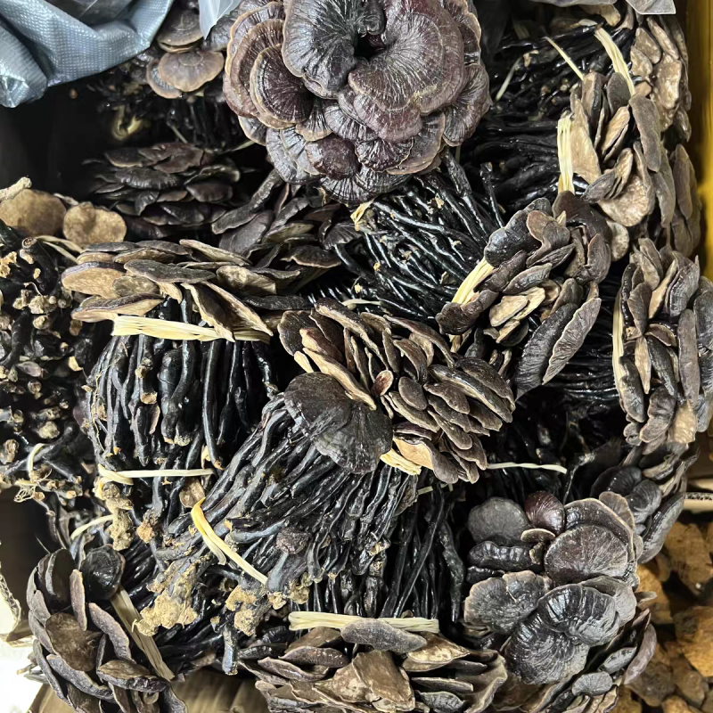 野生竹灵芝真野生竹林芝保质保量合作共赢假一赔十