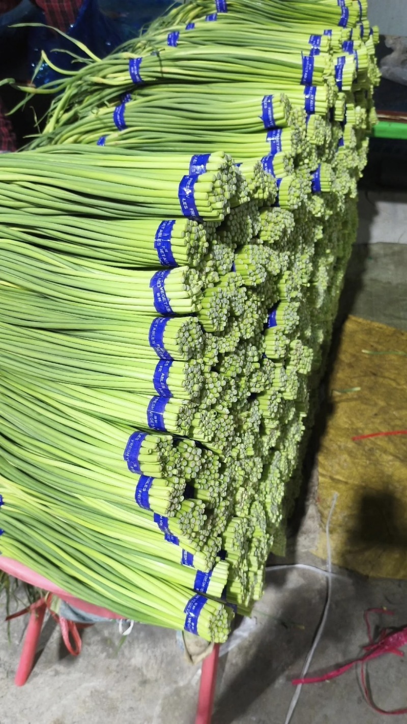 冷库蒜薹大量供应，支持全国发货，产地一手货源