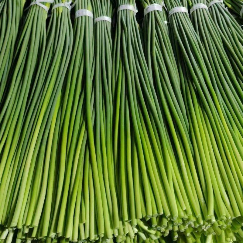 冷库蒜薹大量供应，支持全国发货，产地一手货源