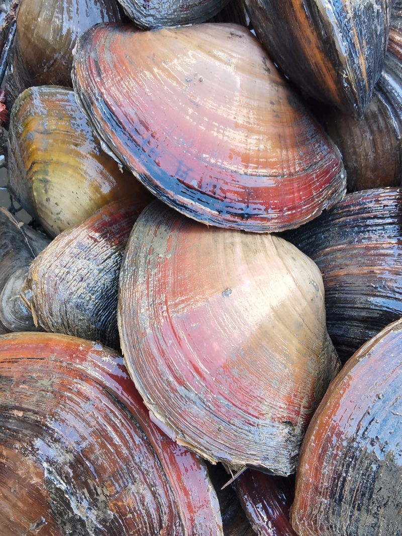 洪湖淡水圆蚌白肉红肉圆蚌一手货源货源稳定，物流直达地包邮
