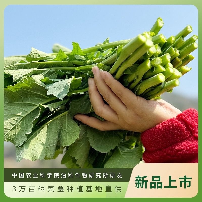 新品富硒蔬菜打霜湖北硒菜苔露天种植基地直采