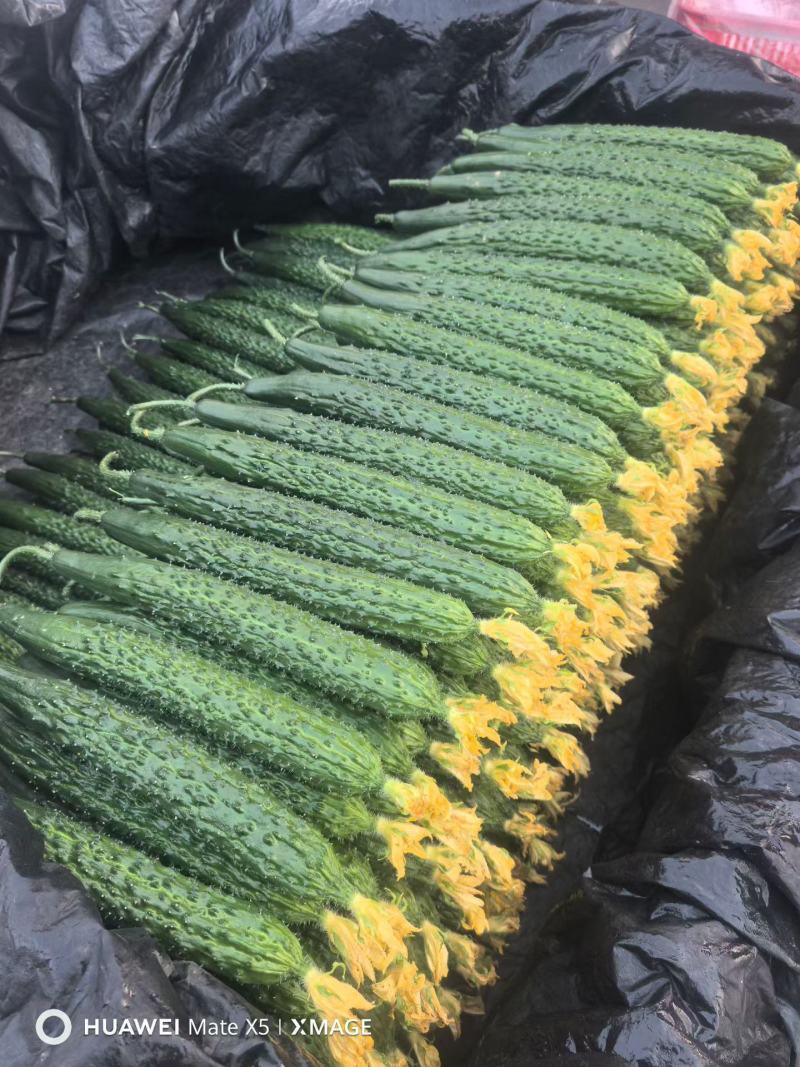 【密刺黄瓜】山东临沂沂南大棚一手货源统货一级精品都有