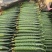 【密刺黄瓜】山东临沂沂南大棚一手货源统货一级精品都有