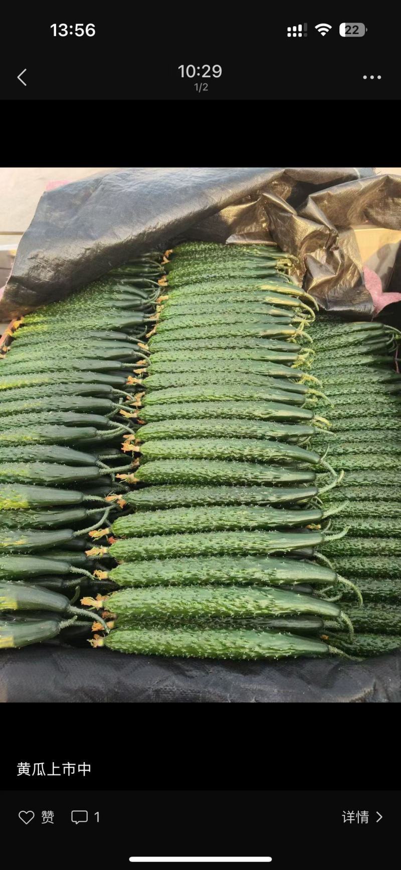 【密刺黄瓜】山东临沂沂南大棚一手货源统货一级精品都有