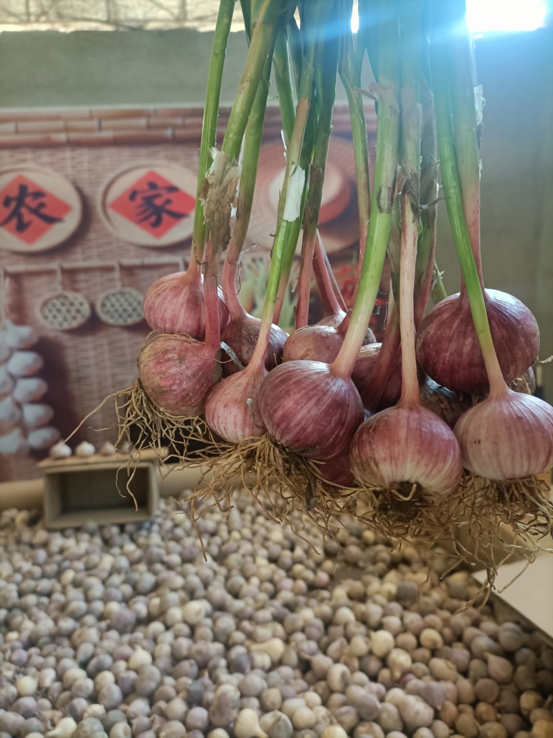 云南独头蒜