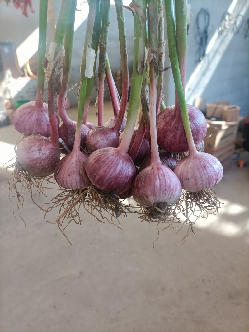 云南独头蒜