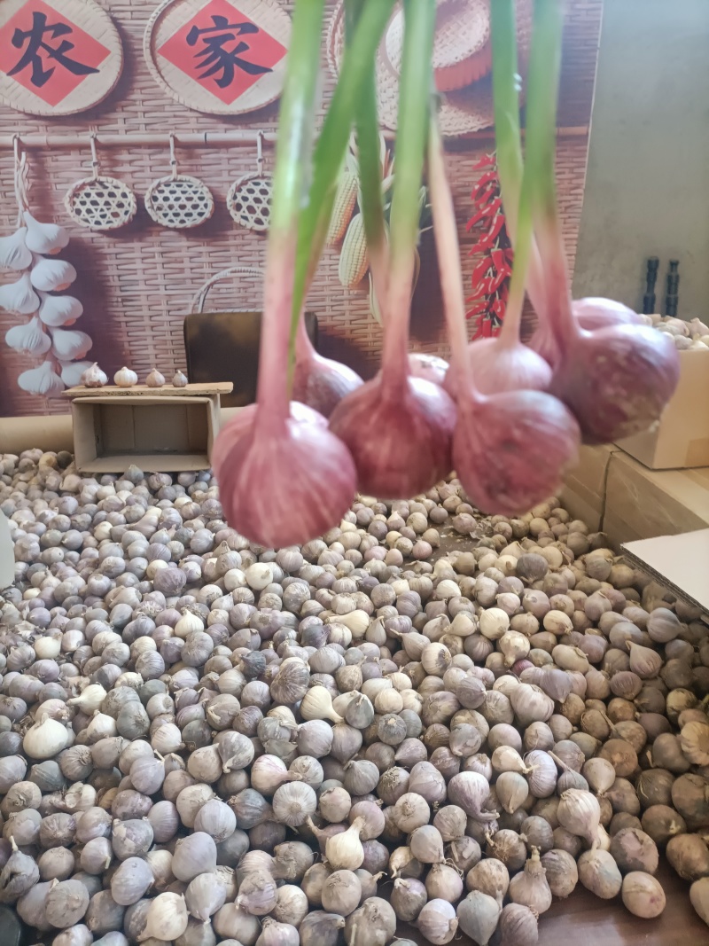 云南独头蒜