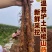 垆土铁棍山药温县焦作软糯香甜
