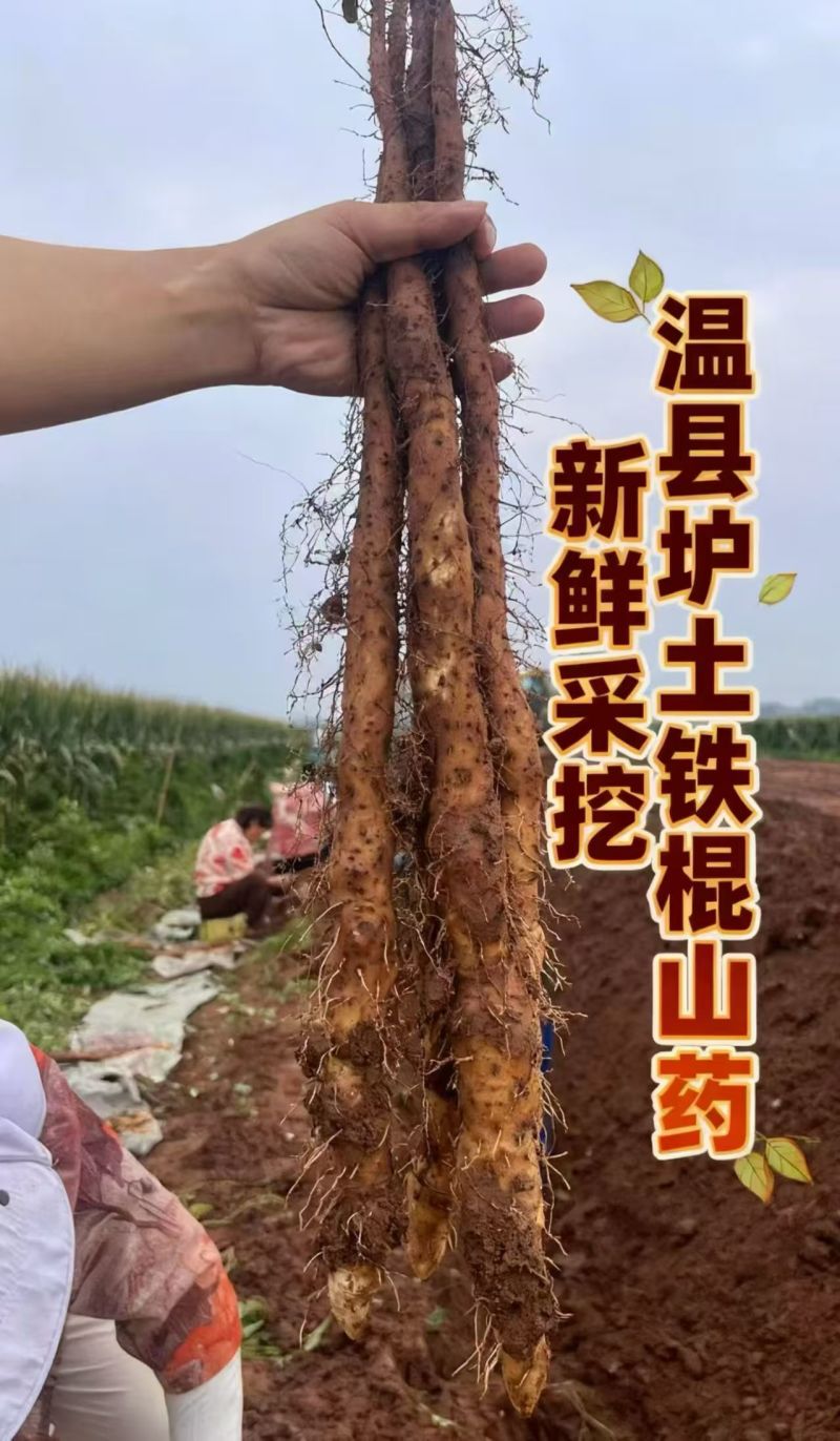 垆土铁棍山药温县焦作软糯香甜