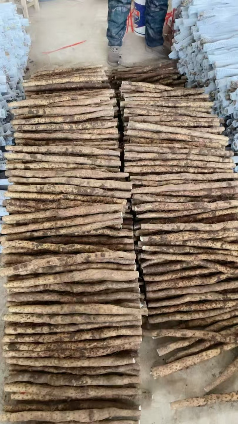 垆土铁棍山药温县焦作软糯香甜