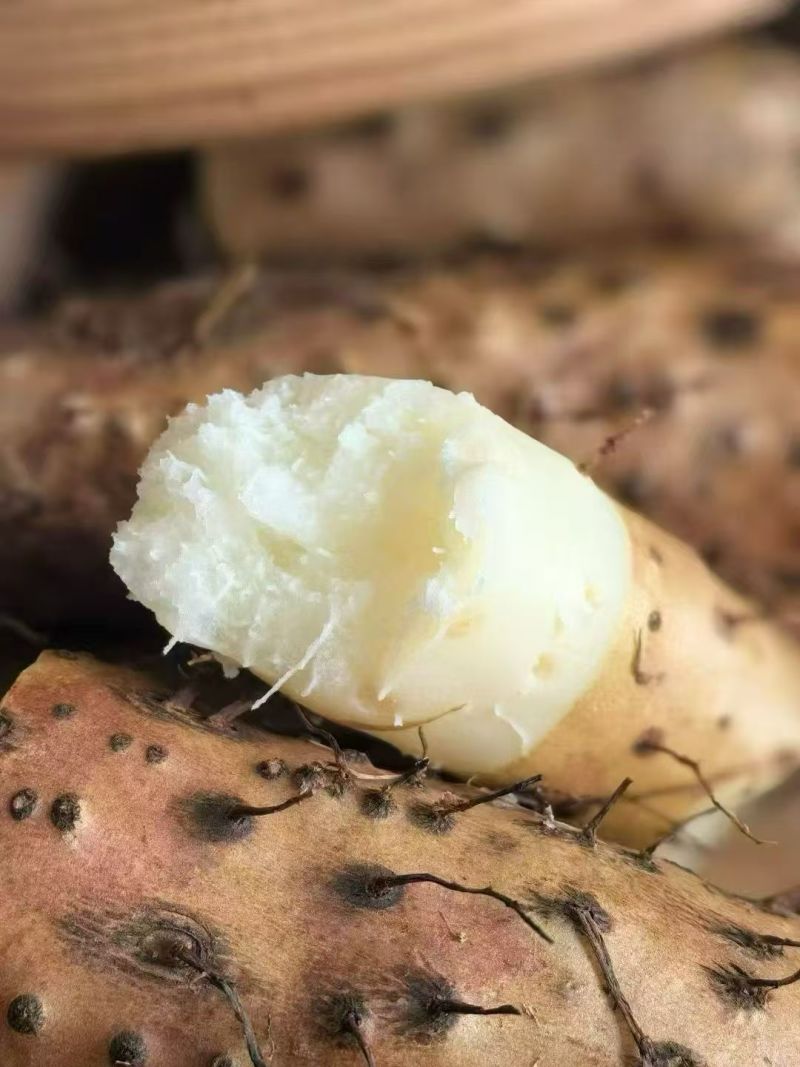 垆土铁棍山药温县焦作软糯香甜