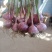 云南独头蒜