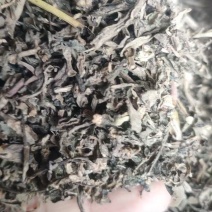 马齿笕