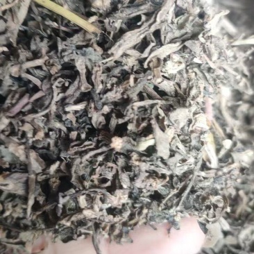 马齿笕