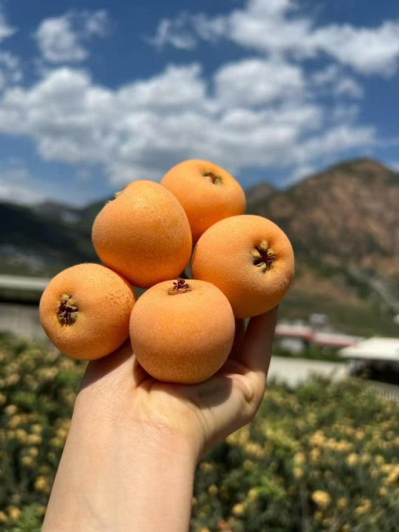 四川深山老树枇杷产地直发一手货源，每天现摘