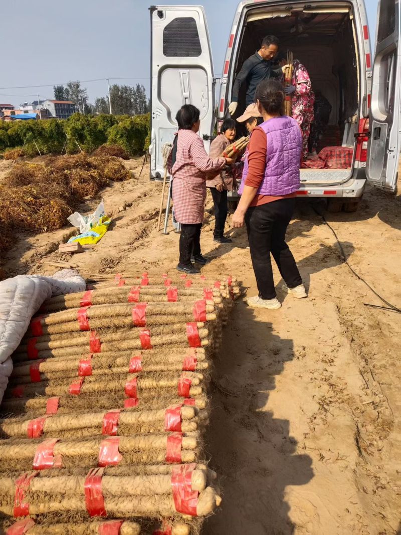 西施山药基地直供，专业团队，分捡，打捆，上车，一条龙服务