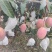 四川攀枝花一级凯特芒果，七月中旬到元旦上市。