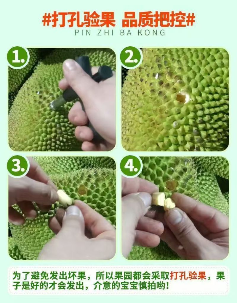 现摘海南黄肉菠萝蜜一整个新鲜水果干包菠萝特产批发