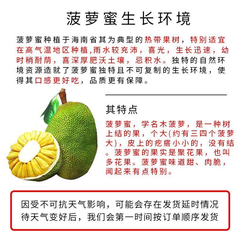 现摘海南黄肉菠萝蜜一整个新鲜水果干包菠萝特产批发