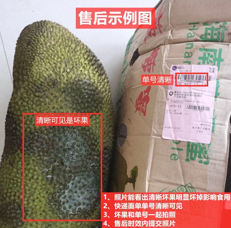 现摘海南黄肉菠萝蜜一整个新鲜水果干包菠萝特产批发