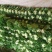 内蒙赤峰白菜叶，工人精挑细选，品质优，畅销北京，东北市场