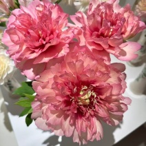 观赏芍药