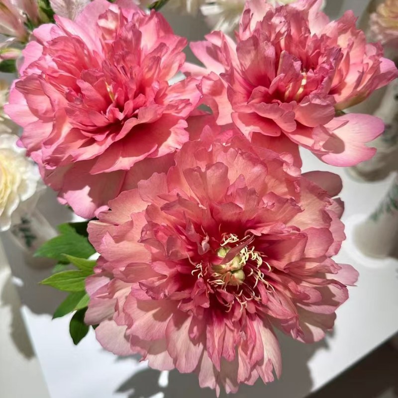观赏芍药