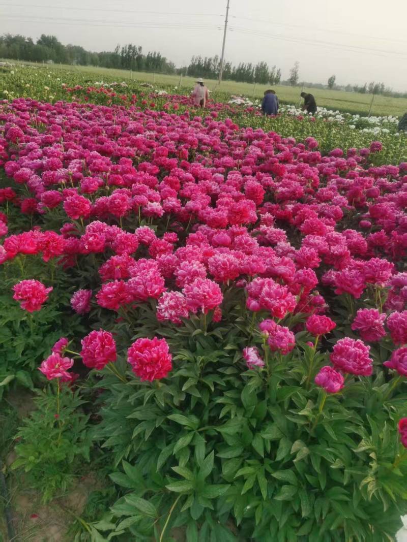 观赏芍药