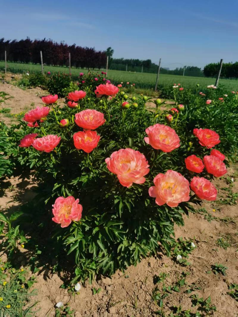 观赏芍药