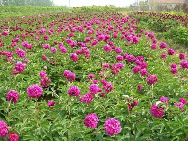 观赏芍药