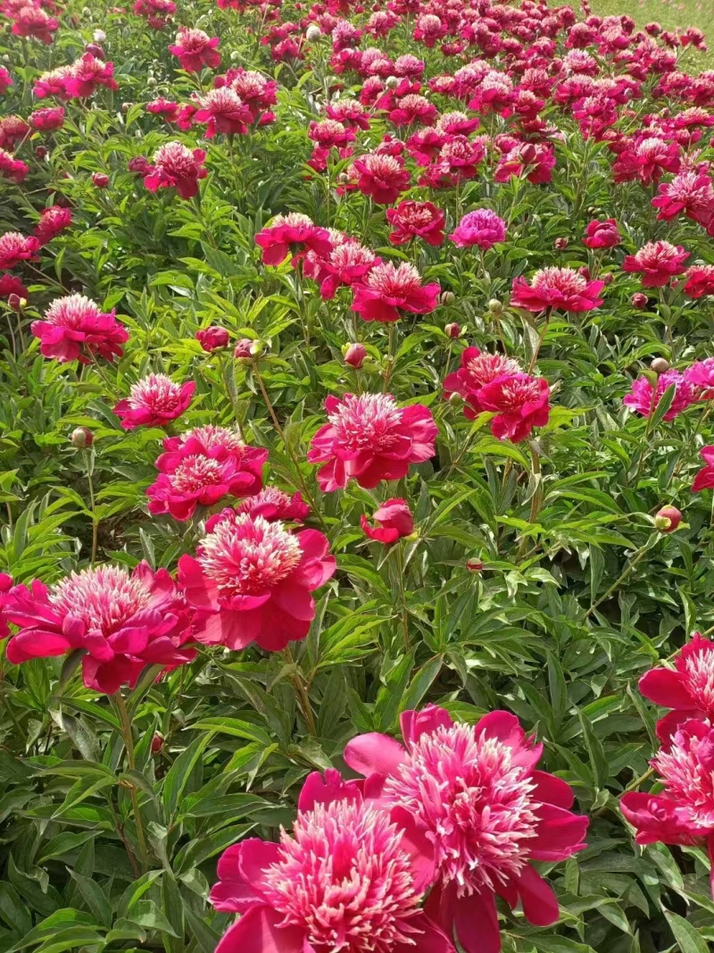 观赏芍药