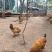 散养三黄鸡，阉鸡，3～4斤，活鸡出售，不宰杀