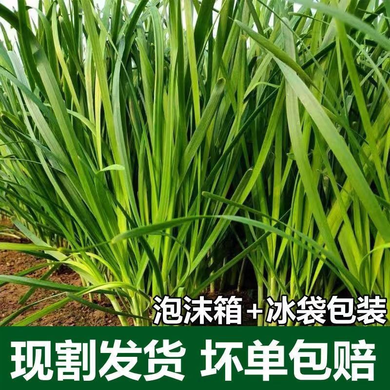 蔬菜供应商