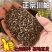 当季新采黄柏种子包发芽率85%以上，保证品质
