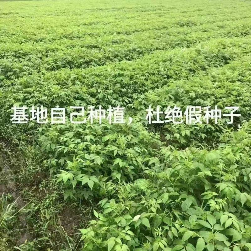 当季新采黄柏种子包发芽率85%以上，保证品质