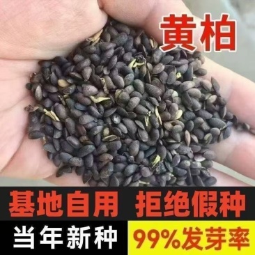 当季新采黄柏种子包发芽率85%以上，保证品质
