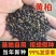 当季新采黄柏种子包发芽率85%以上，保证品质