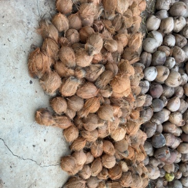 东郊毛椰🥥对接全国，电商市场档口，可议价，量大优惠
